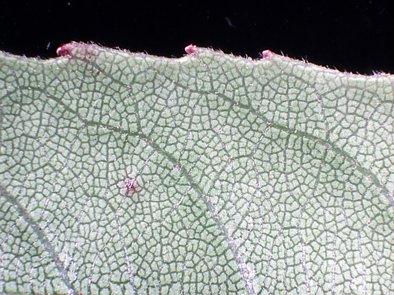 rubus-cissoides-the-university-of-auckland